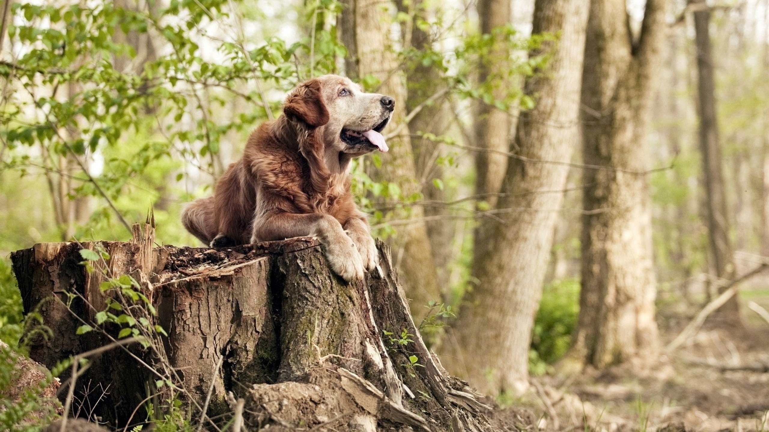 无冕之王的加冕礼,克罗地亚拆解西班牙,奥利维耶一击洞穿传控圣殿