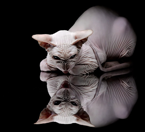 冷热交锋,雷诺战术险棋制胜,勒克莱尔孤影领跑却失王座