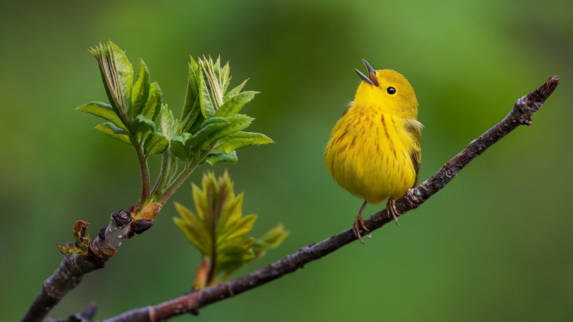 平行宇宙之战，足球场上的篮球豪强