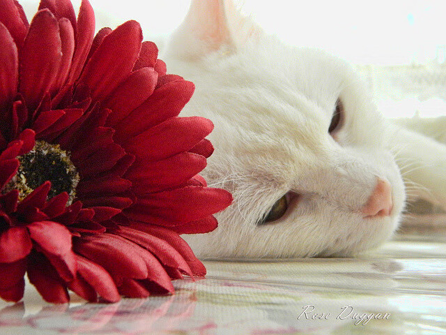 终场哨前的神明，加维如何用一秒定义永恒