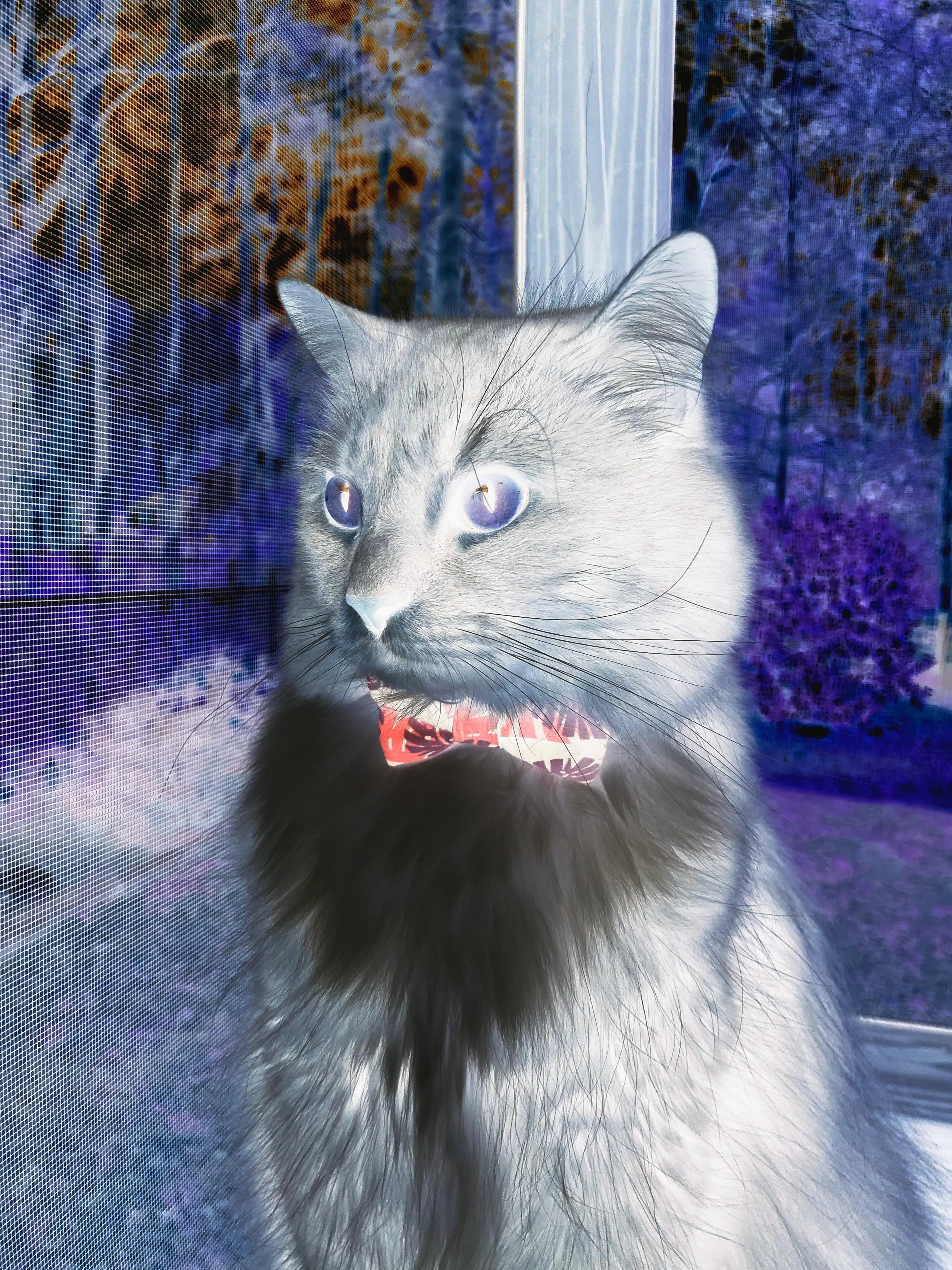 东契奇何以成为攻防转换核心？从灰熊掀翻广东队的启示