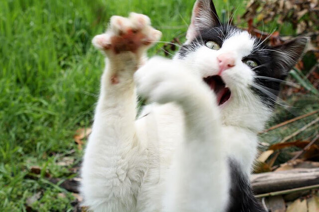 经典战役墨尔本风云，澳大利亚赛道如何成为加拿大争冠路上的铁壁