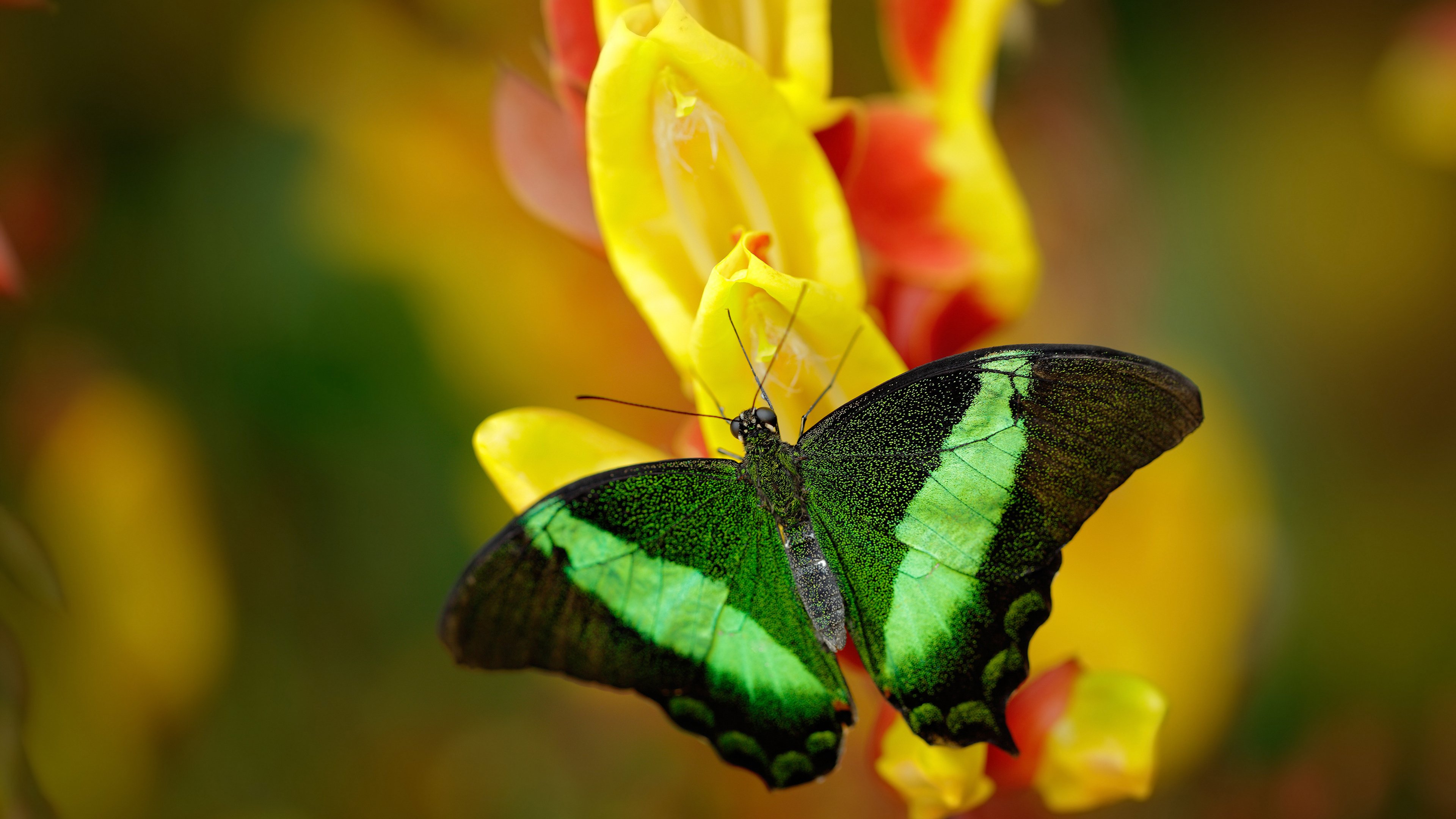 心跳共振，莱克勒克如何以领袖脉搏引领法拉利问鼎F1年度王冠