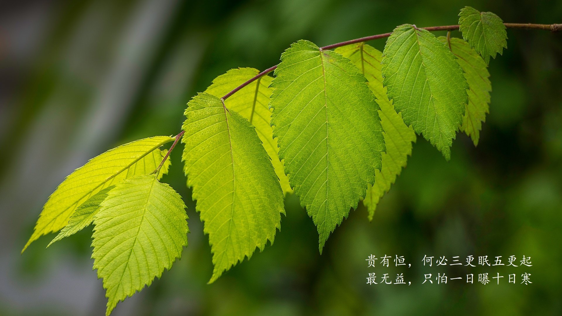冰与火之歌，NBA季后赛之夜，克莱·汤普森投出的那一记三分改写历史