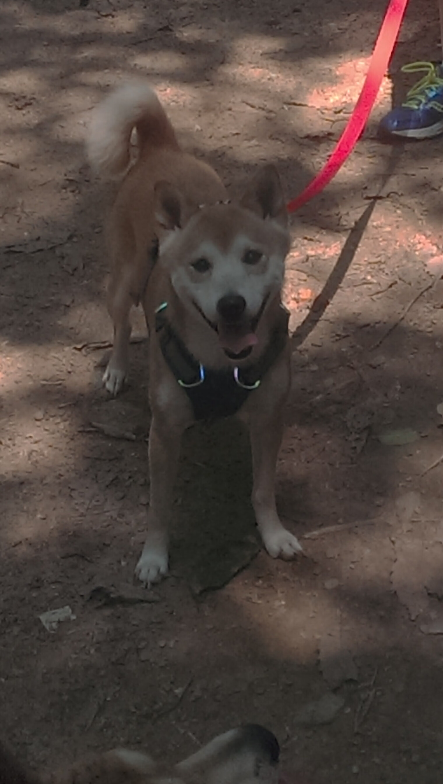 猛龙盘旋F1赛道,文班亚马以老鹰狩猎姿态提前终结冠军悬念