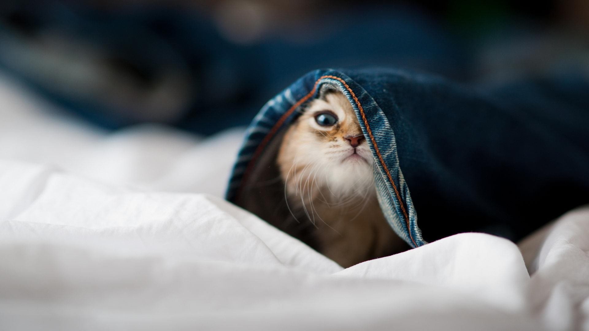 定义伟大的一夜,拜仁的绝境血性与萨卡的青春宣言