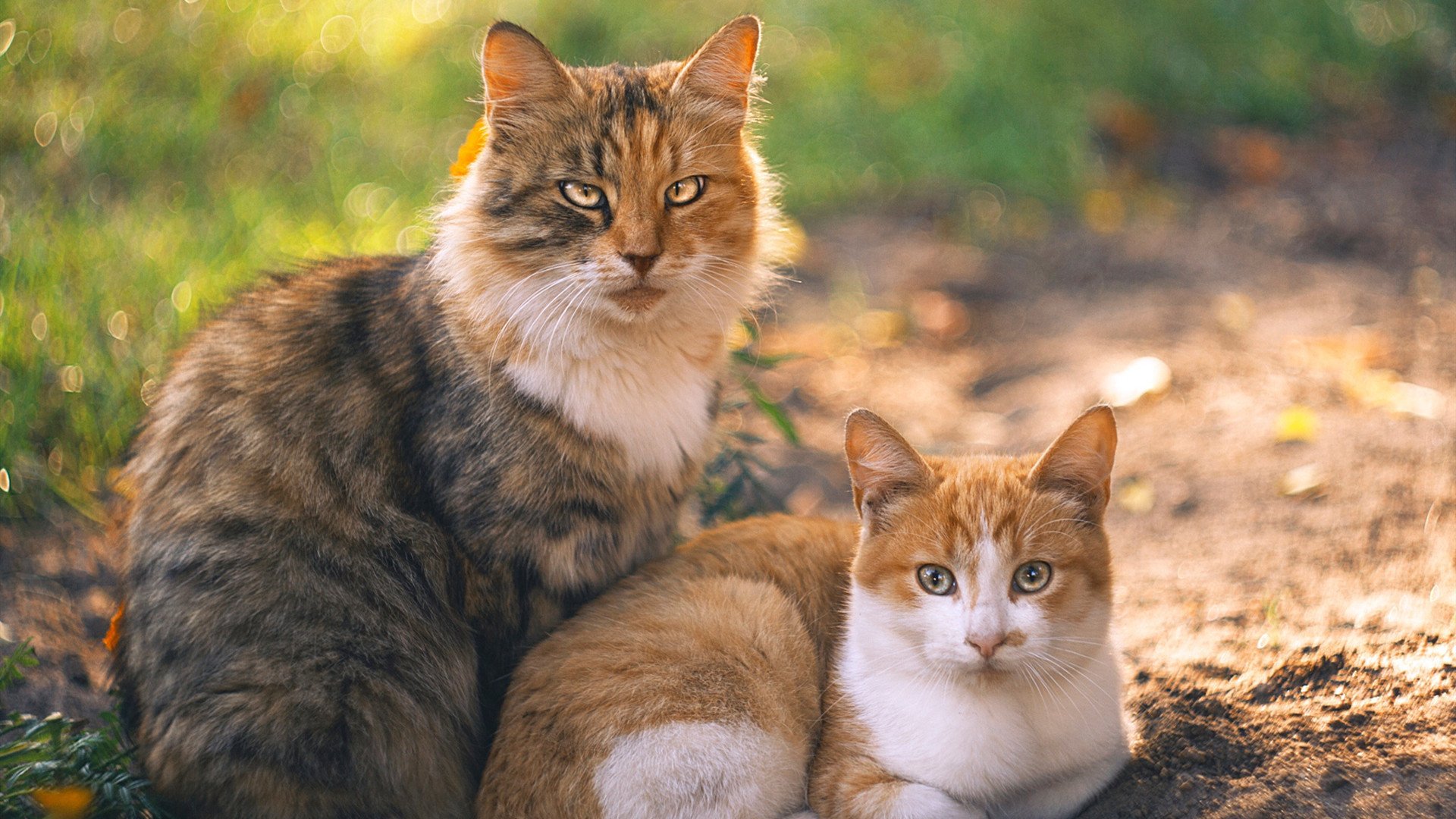 当世界杯的聚光灯遇上篮球场上的冷面杀手,伦纳德的舞台越大越强