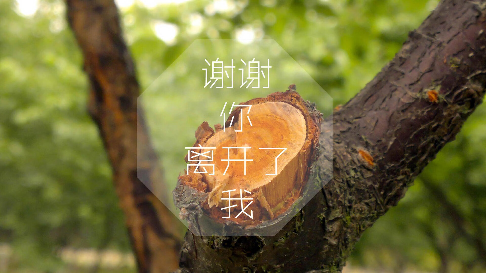 一球定乾坤,塔雷米致命一击,罗马尼亚在D组关键战中险胜厄瓜多尔